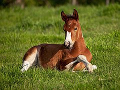 American Paint Foal, Iowa